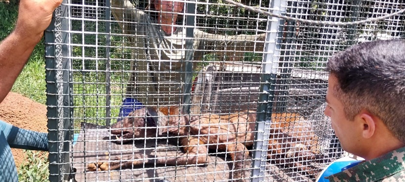 Lobo-guará debilitado é resgatado em lavoura de morango na região