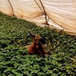 Lobo-guará debilitado é resgatado em lavoura de morango na região