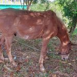 Homem é preso após ser visto chicoteando burro em rua de Itajubá