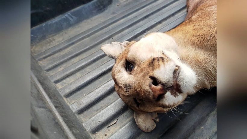 Onça-parda, segundo maior felino do país, é encontrada morta na MG-290
