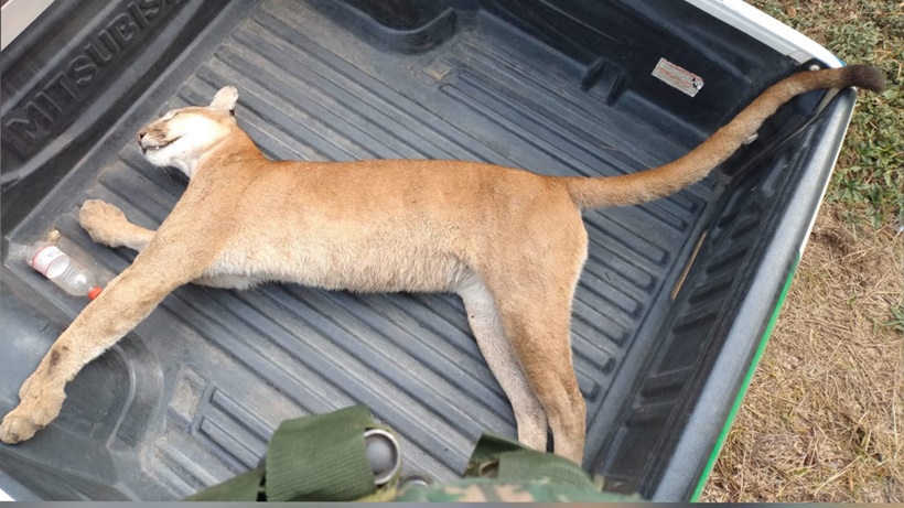 Onça-parda, segundo maior felino do país, é encontrada morta na MG-290