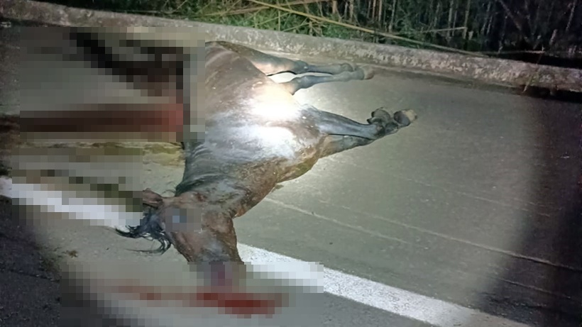 Mulher fica ferida após carro atropelar cavalo na BR-459; animal morreu