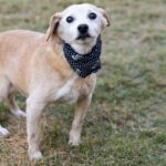Confira clínicas credenciadas para animais de rua e tutores de baixa renda