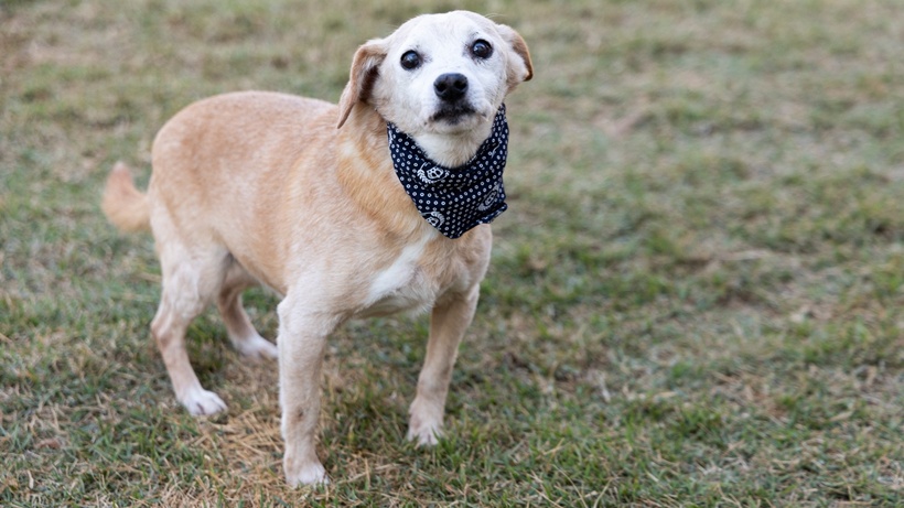 Confira clínicas credenciadas para animais de rua e tutores de baixa renda