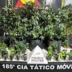 Cerca de 30 pés de maconha são apreendidos em estufas equipadas em Pouso Alegre