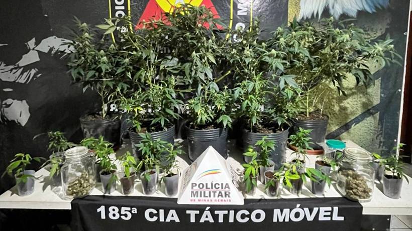 Cerca de 30 pés de maconha são apreendidos em estufas equipadas em Pouso Alegre