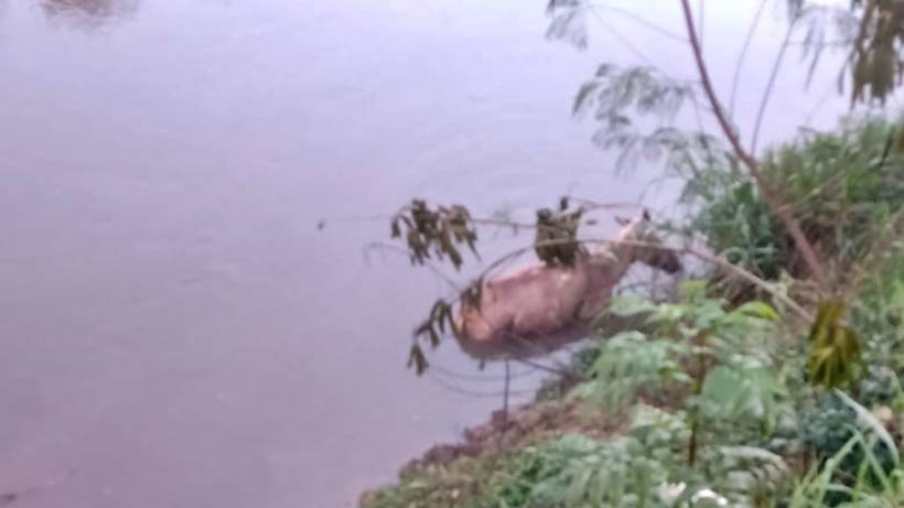 Mula é resgatada exausta e após ficar atolada às margens do Rio Sapucaí