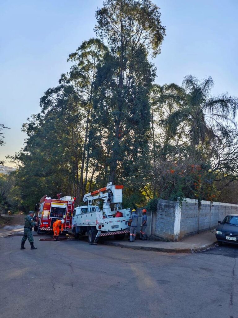 Tutora aciona Bombeiros para resgatarem arara que estava 'presa' em árvore