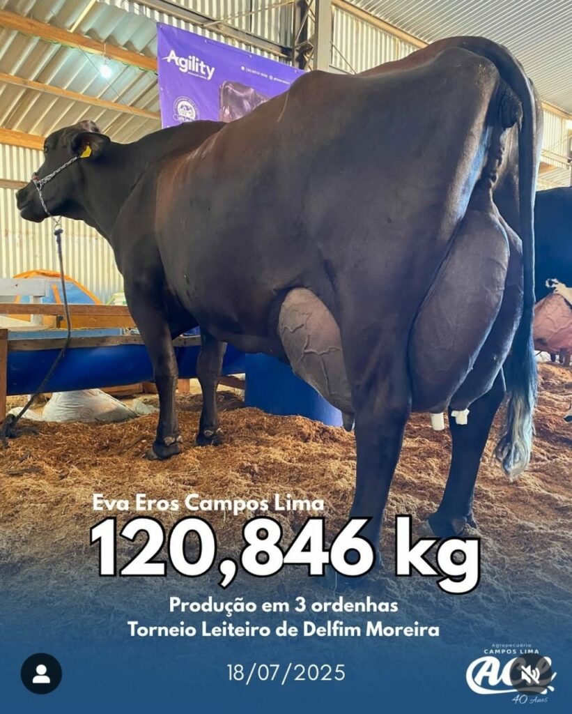 Vaca produz mais de 120 kg de leite em torneio no Sul de Minas e bate recorde nacional