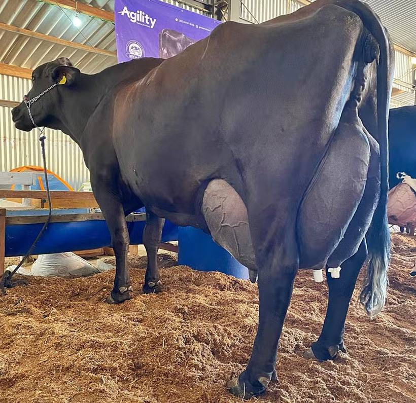 Vaca produz mais de 120 kg de leite em torneio no Sul de Minas e bate recorde nacional