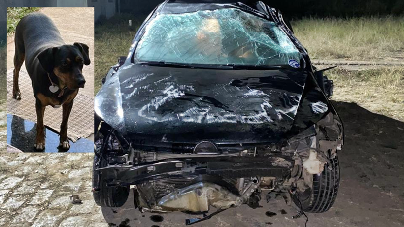 Tutora pede ajuda para localizar cadela que sumiu em acidente na Fernão Dias