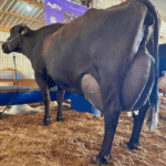 Vaca produz mais de 120 kg de leite em torneio no Sul de Minas e bate recorde nacional