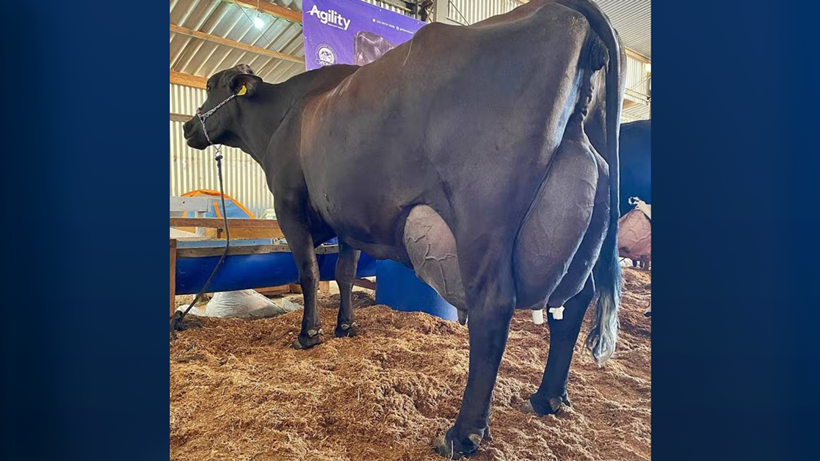 Vaca produz mais de 120 kg de leite em torneio no Sul de Minas e bate recorde nacional