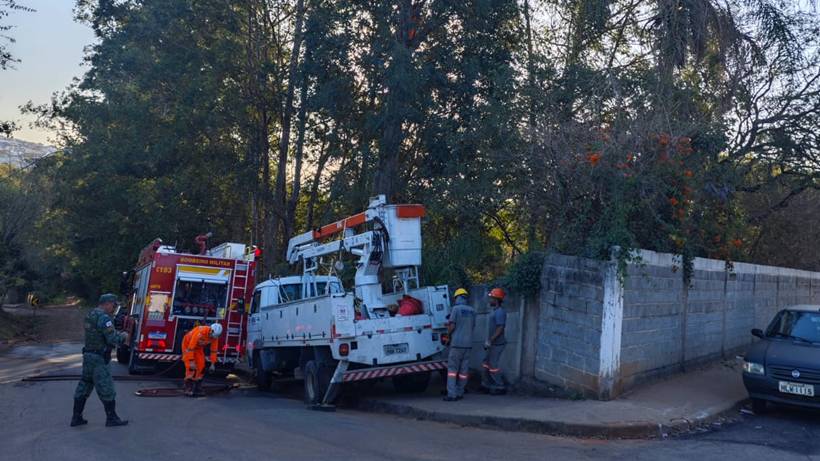 Tutora aciona Bombeiros para resgatarem arara que estava 'presa' em árvore