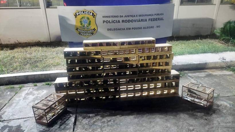 Apreensão de trinca-ferros: Homem recolheu pássaros em Machado e venderia em SP