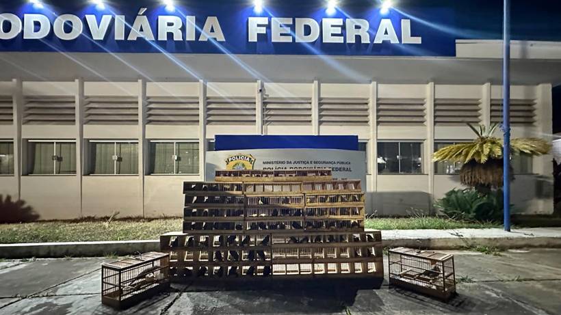 Apreensão de trinca-ferros: Homem recolheu pássaros em Machado e venderia em SP