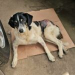 Cão é atropelado e pessoas denunciam que motorista fugiu e fiscais de trânsito foram omissos