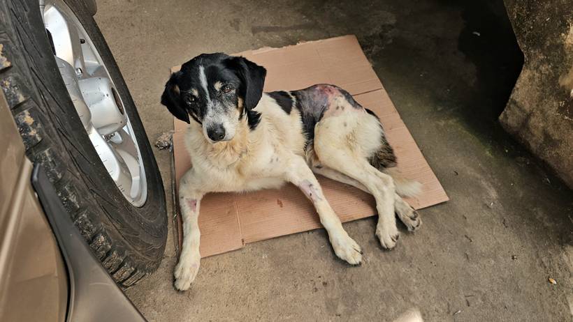 Cão é atropelado e pessoas denunciam que motorista fugiu e fiscais de trânsito foram omissos