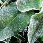 Maria da Fé registra fraca geada e temperatura de 1,6ºC neste dia 11 de setembro