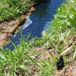Denúncia: Despejo de esgoto em córrego prejudica saúde pública e vida animal
