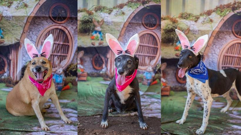 Cães vestidos para a Páscoa encantam e aguardam adoção em abrigo de Congonhal