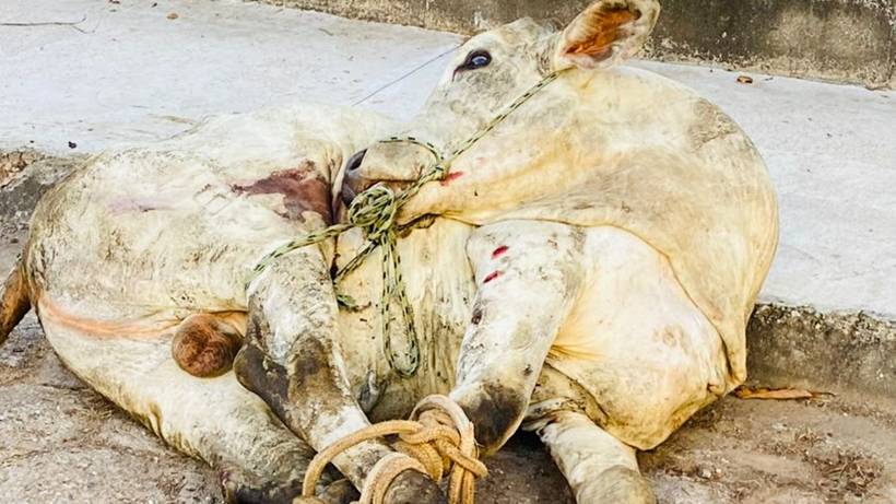 Caminhão com mais de 60 bois tomba na BR-459; Prefeitura investiga animal amarrado em rua