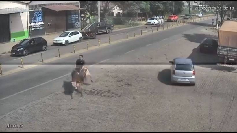 VÍDEO: Boi pula, dispara e assusta peão em rodovia na zona urbana de Congonhal